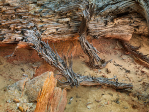 Rex Naden Return to Dust 20090445 _