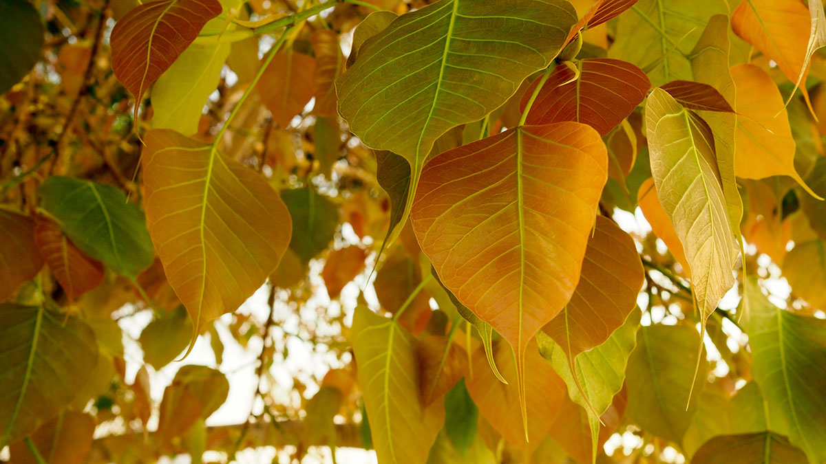 Orange Bodhi Leaves Droping
